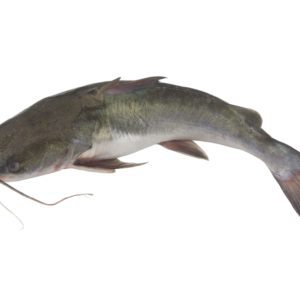 Machoiron 1 poisson (1-1,3kg)